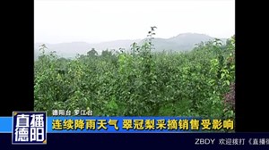 连续降雨天气 翠冠梨采摘销售受影响