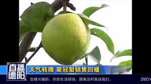 天气转晴 翠冠梨销售回暖