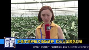 水果本地种植又添新品种 红心火龙果饱口福