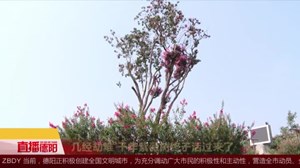 几经劫难 千年紫薇树终于活过来了