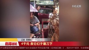 4千元 救它们于屠刀下