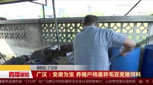 广汉：变废为宝 养殖户将废弃毛豆变猪饲料