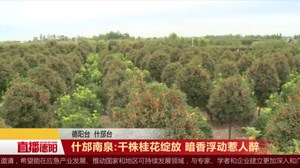什邡南泉：上千株桂花尽情绽放 暗香浮动惹人醉