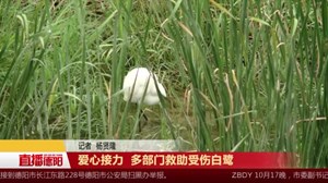 爱心接力  多部门救助受伤白鹭
