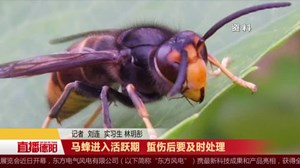必备技巧！马蜂进入活跃期  蜇伤后要及时处理