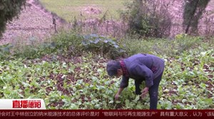 旌阳双东：马蜂频频蛰人  村民期盼早日摘除