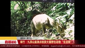 绵竹：九顶山自然保护区红外监测点收获大量野生动物“生活照”