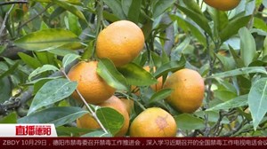旌阳：千斤橘子滞销 急盼爱心认购 