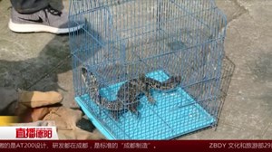 环颈蜥现身居民小区   爱心人士给它重新找个家