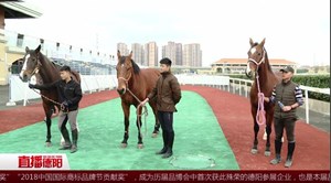 策马奔腾！第八届中国马术节即将开幕
