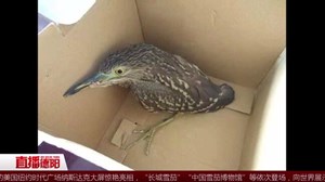 中江：男子救助受伤“怪鸟” 竟是濒危物种大麻鳽