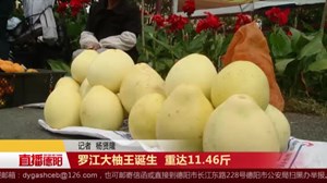 罗江大柚王诞生  重达11.46斤