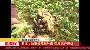 罗江：油菜根部长肿瘤 引发农户担忧