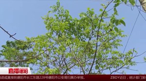 中江：稀奇了 核桃李子反常挂果