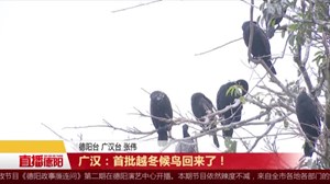 广汉：首批越冬候鸟回来了！