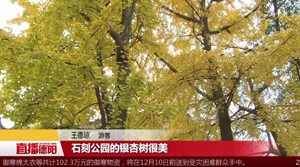 有一种美 叫银杏黄
