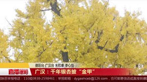 广汉：千年银杏披“金甲”