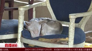 意外发现“奇怪”动物  市民寻求帮助