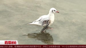 红嘴鸥折翼旌湖  市民呼吁爱护野鸟