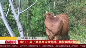 中江：男子顺手牵走大母牛  民警两小时破案