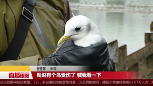 痛心！旌湖唯一一只被发现的三趾鸥翅膀被人打断