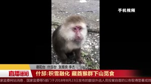 什邡:积雪融化 藏酋猴群下山觅食