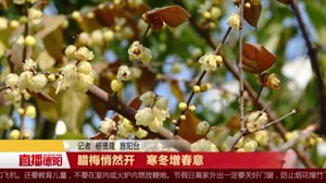 腊梅悄然开   寒冬增春意