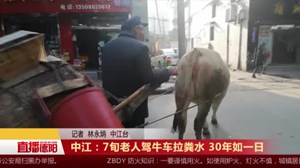 中江：7旬老人驾牛车拉粪水 30年如一日