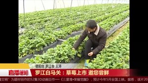 罗江白马关：草莓上市 邀您尝鲜
