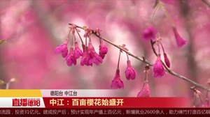 中江：百亩樱花贺新年
