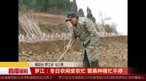 罗江：冬日农闲变农忙 管桑种橘忙不停