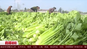 什邡马井：人勤春来早 蔬菜收获忙