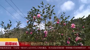 什邡：春光烂漫山茶花开