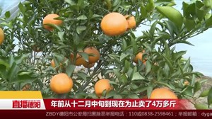 11万斤耙耙柑无人问津  “快乐农夫”急寻销路