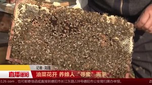 油菜花开 养蜂人“寻蜜”而来