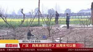 广汉：西高油菜花开了 这周末可以看