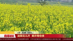 油菜花儿开  黄许等你来