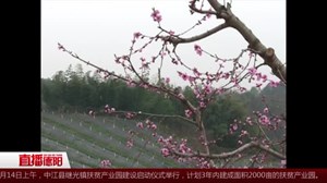 绵竹：桃花梨花竞相盛放 百亩花海等你来