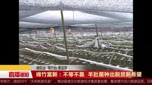 绵竹富新：不等不靠  羊肚菌种出脱贫新希望