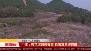 中江：杏花缤翻若春雨 且看及第缀岩鹰