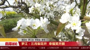 罗江：三月梨花开  幸福笑开颜