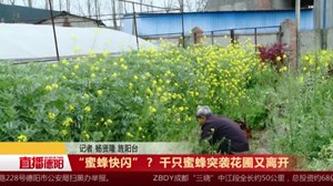 “蜜蜂快闪”？ 千只蜜蜂突袭花圃又离开