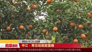 中江：青见绘就致富路