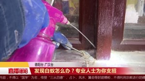 发现白蚁怎么办？专业人士为你支招
