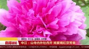 中江：山寺内外牡丹开 姹紫嫣红芬芳来