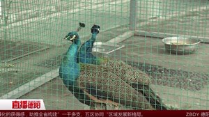 中江：天上飞的是什么？ 两只蓝孔雀！
