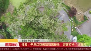 什邡：千年红豆树繁花满枝头   游客打卡“沾喜气”