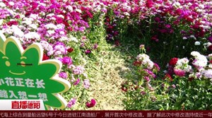 破坏鲜花美景  如此赏花不应该