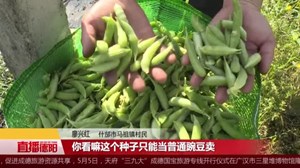 什邡：种下荷兰豆   长大却“变种”