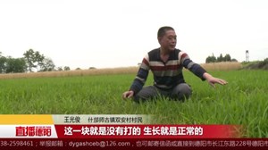 育秧田疑被打除草剂   20余亩秧田栽种受影响